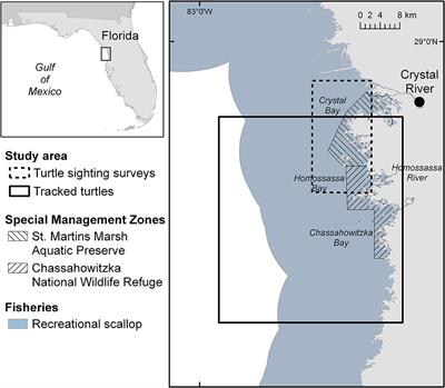 Habitat Use and Behavior of Multiple Species of Marine Turtles at a Foraging Area in the Northeastern Gulf of Mexico